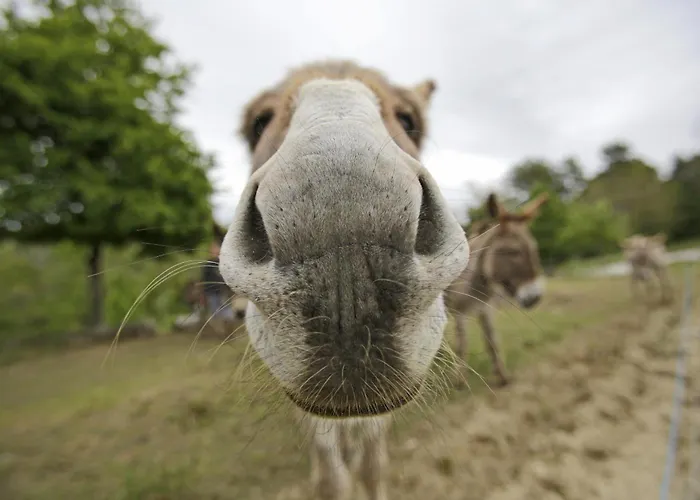 Les Anes De 3* Forcalquier