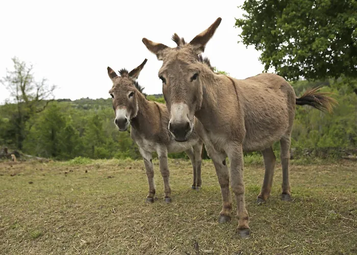 Affittacamere Les Anes De