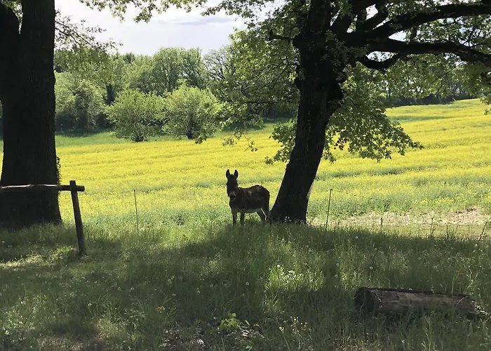 Les Anes De Affittacamere Forcalquier