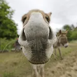 Les Anes De 3* فورْكيلكييه