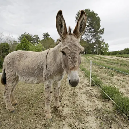 Les Anes De Forcalquier