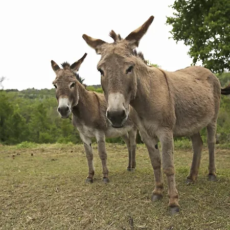 Konukevi Les Anes De