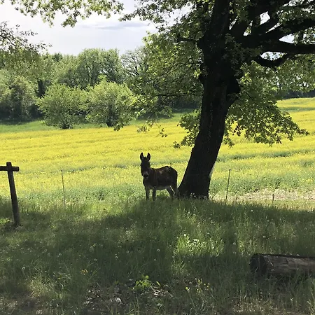 Les Anes De Konukevi Forcalquier