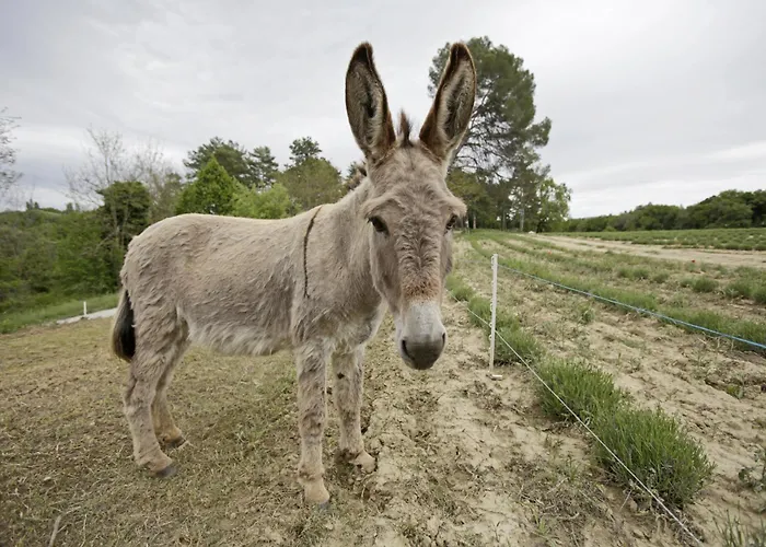 Les Anes De Forcalquier